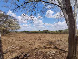 Large undeveloped land parcel with trees and clear skies in El Roble Aguadulce Panama