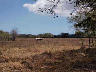 Open pasture with trees and grazing area rural land Coclé Panama