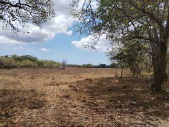 Large open dry grass field with scattered trees Coclé Panama