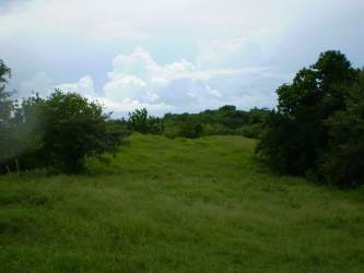 Open grass field dotted with mature trees ideal for tourism development land Boca Corona Panama