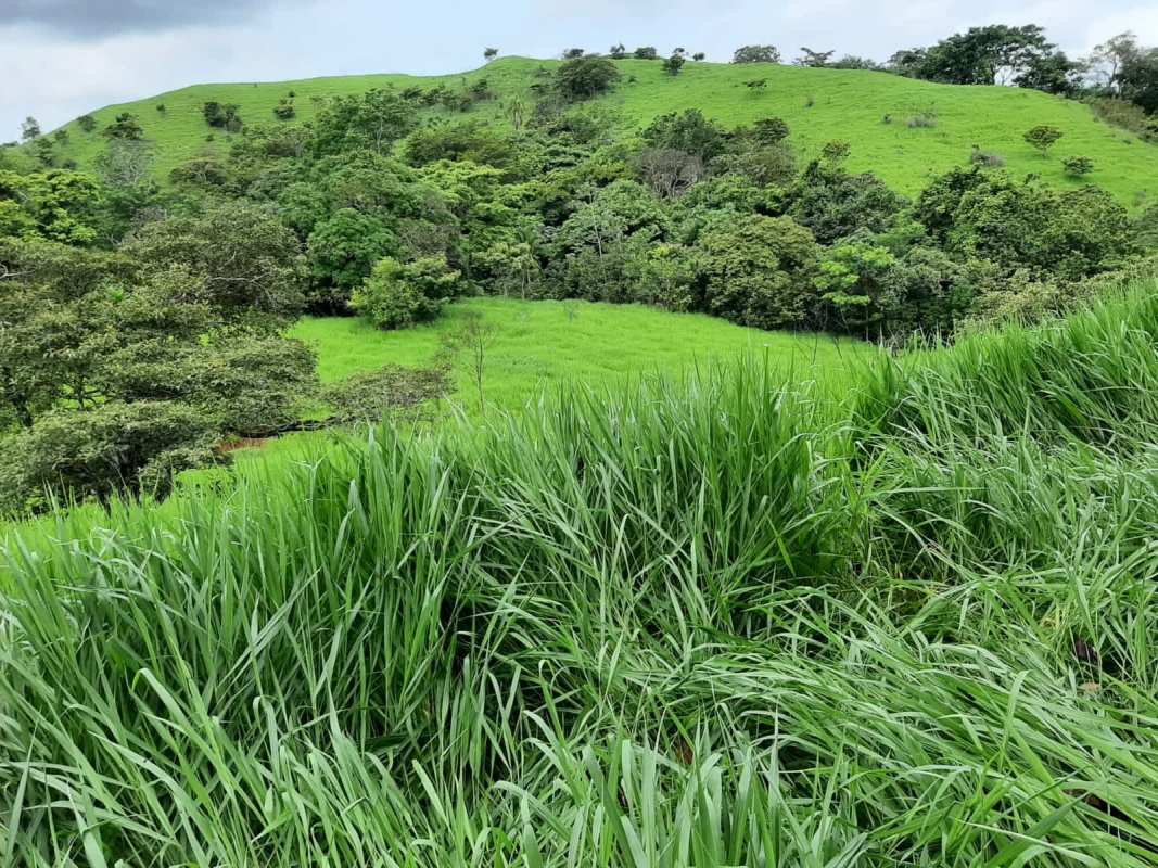 Wide-open pastureland with trees distance view farmland in Chepo rural Panama