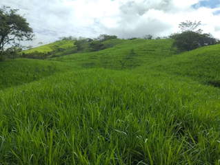 Land / Farm for Sale in El Llano - 0 bedrooms