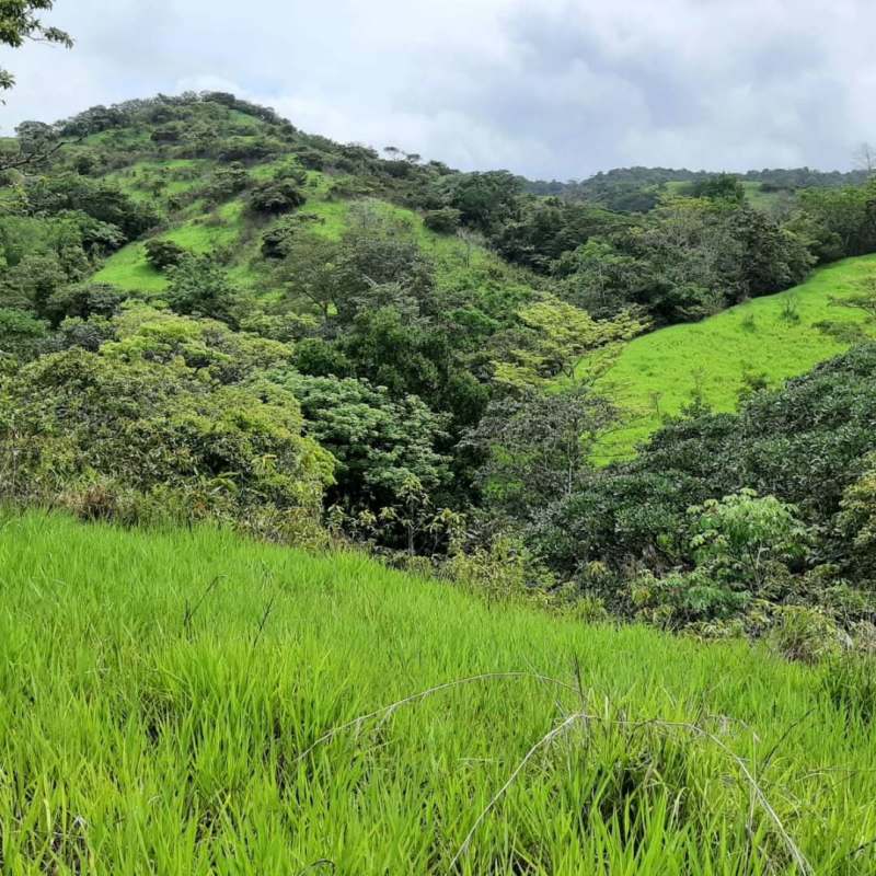 Dense forest area with lush green hills suitable conservation and cattle Panama
