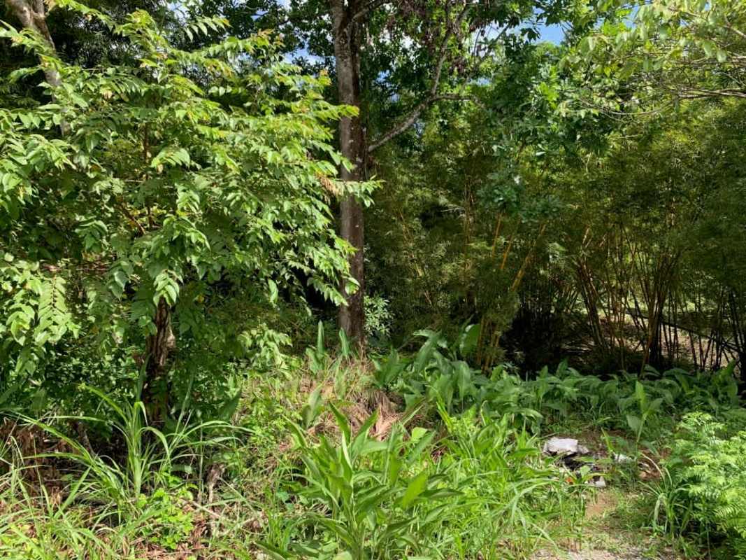 Natural ground cover with dense bamboo and trees development site Pedregal Panama