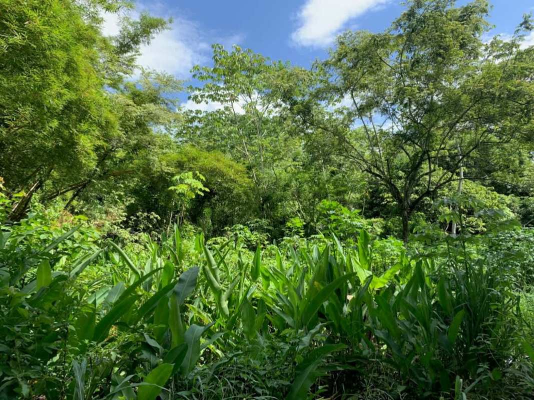 Dense natural greenery and wooded landscape within Pedregal development land Panama