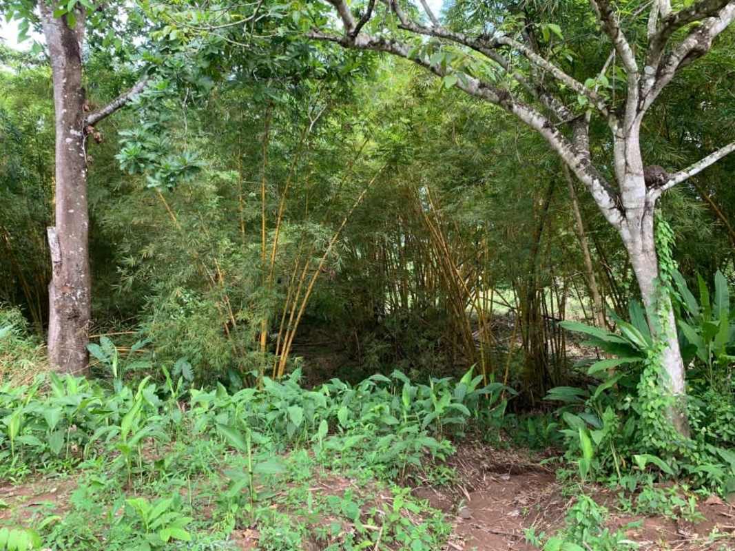 Asphalt road with bamboo trees alongside development land in Pedregal Panama