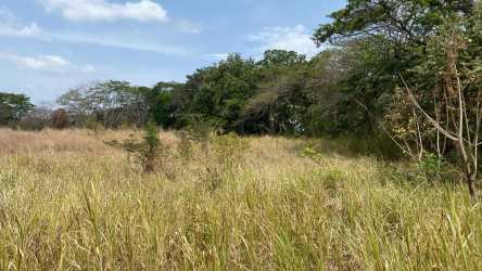 Open flat field with some trees suitable for farm or ranch in Coclé Panama