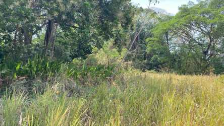 Vacant plot with mature trees, natural grass, rural Coclé Panama farmland