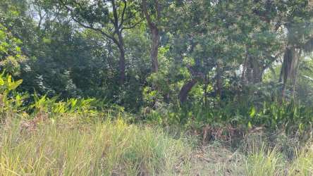 Natural bushland and tall grass scenic farmland plot in Coclé Province Panama