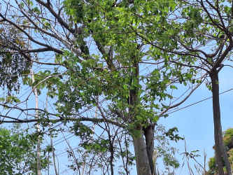 Empty land parcel along road in Sajalices with natural landscape and power lines