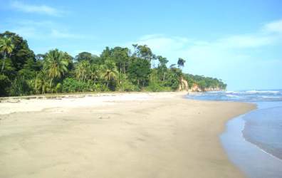 Unspoiled white sandy beach with green forest and turquoise Caribbean water