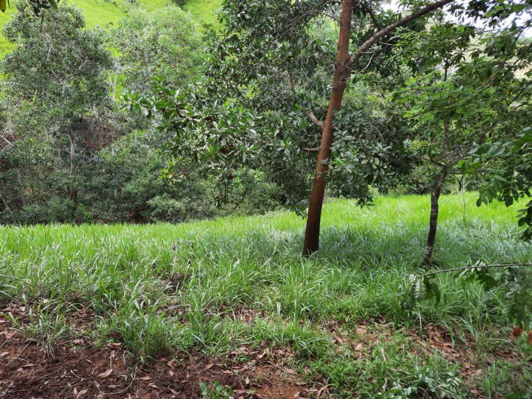 Grassy hillside with abundant forest coverage on titled farm in Tortí Chepo Panama