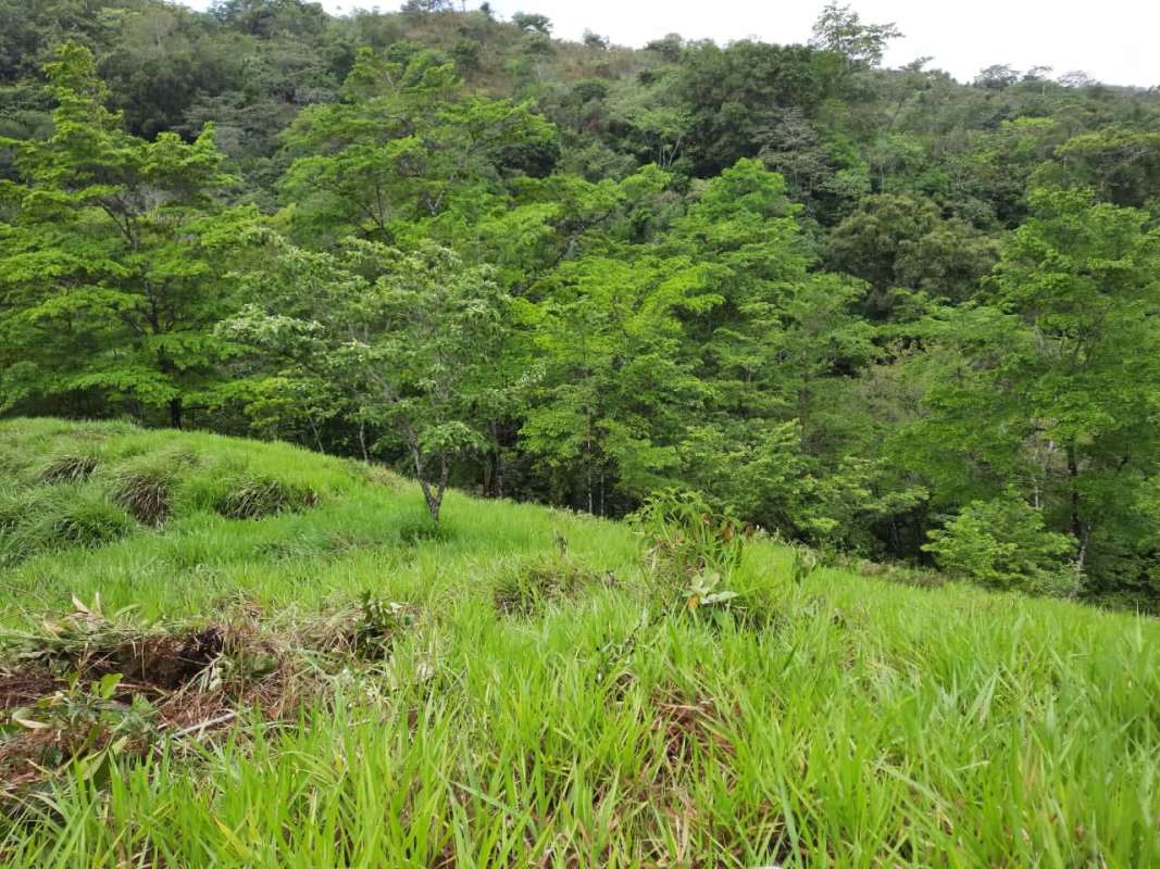 Forested hillside on farmland suitable for cattle or plantation in Tortí region Panama