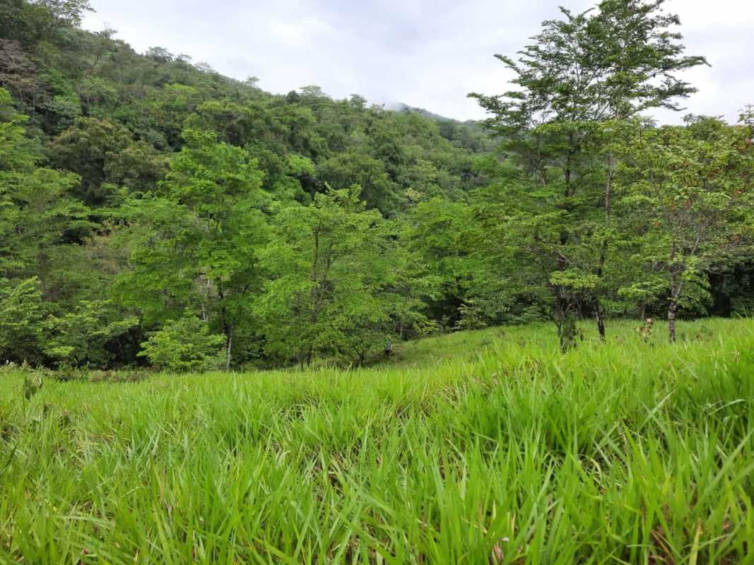 Mix of open pasture and wooded coverage on titled 81 hectare farm Panama