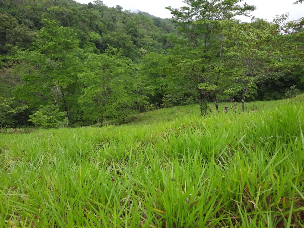 Gently rolling hills with trees and open fields on large agricultural land for sale in Panama