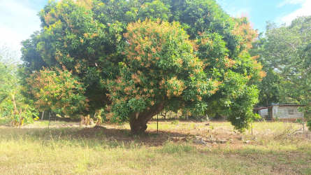 Large flowering tree with rustic outbuildings and grassy yard