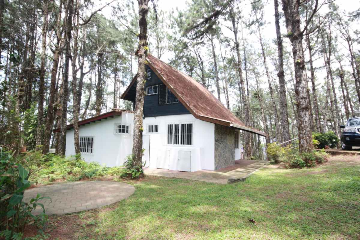 Entrance driveway lined with pine trees leading to mountain home for sale