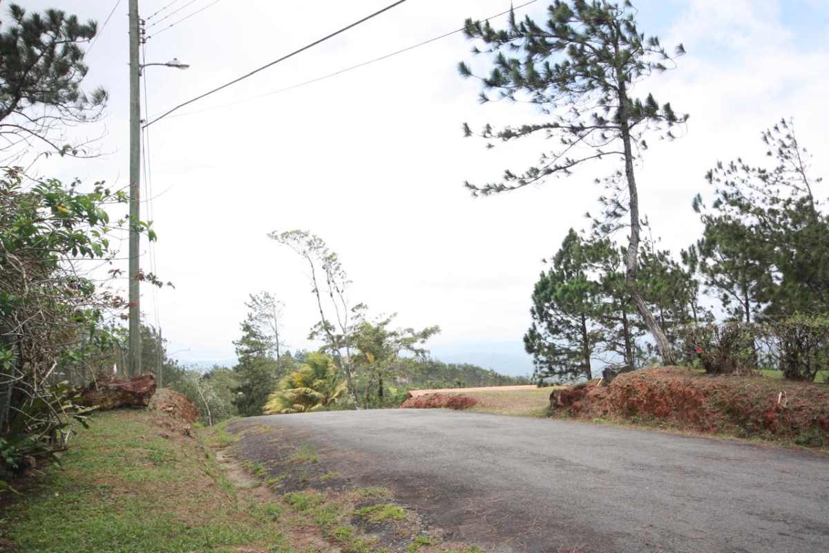 4,000m2 wooded sloped lot with pine trees for mountain retreat in Panama
