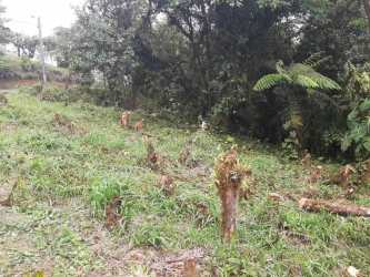 Cleared patch of land with some vegetation and tree stumps in gated mountain community Altos del María