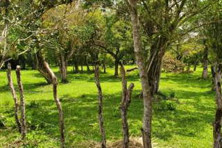 Land for Sale in Antón - 0 bedrooms