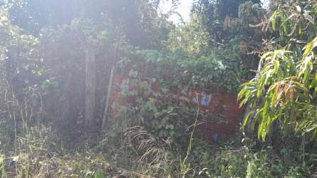 Dense natural vegetation overgrowing red brick wall under blue Veraguas rural sky Panama