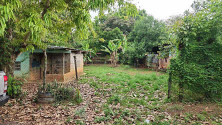 Rustic shed with lush banana plants and large trees on countryside property in Panama