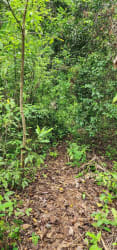 Wooded trail with lush vegetation on titled land for sale in Soná Veraguas Panama