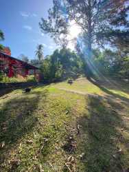 Spacious grassy backyard with mature trees behind single-family home for rent Vista Alegre Arraiján