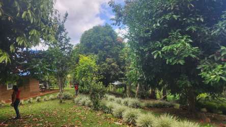 Lush tropical landscape with mature forest trees on titled land for sale in Capira Panama