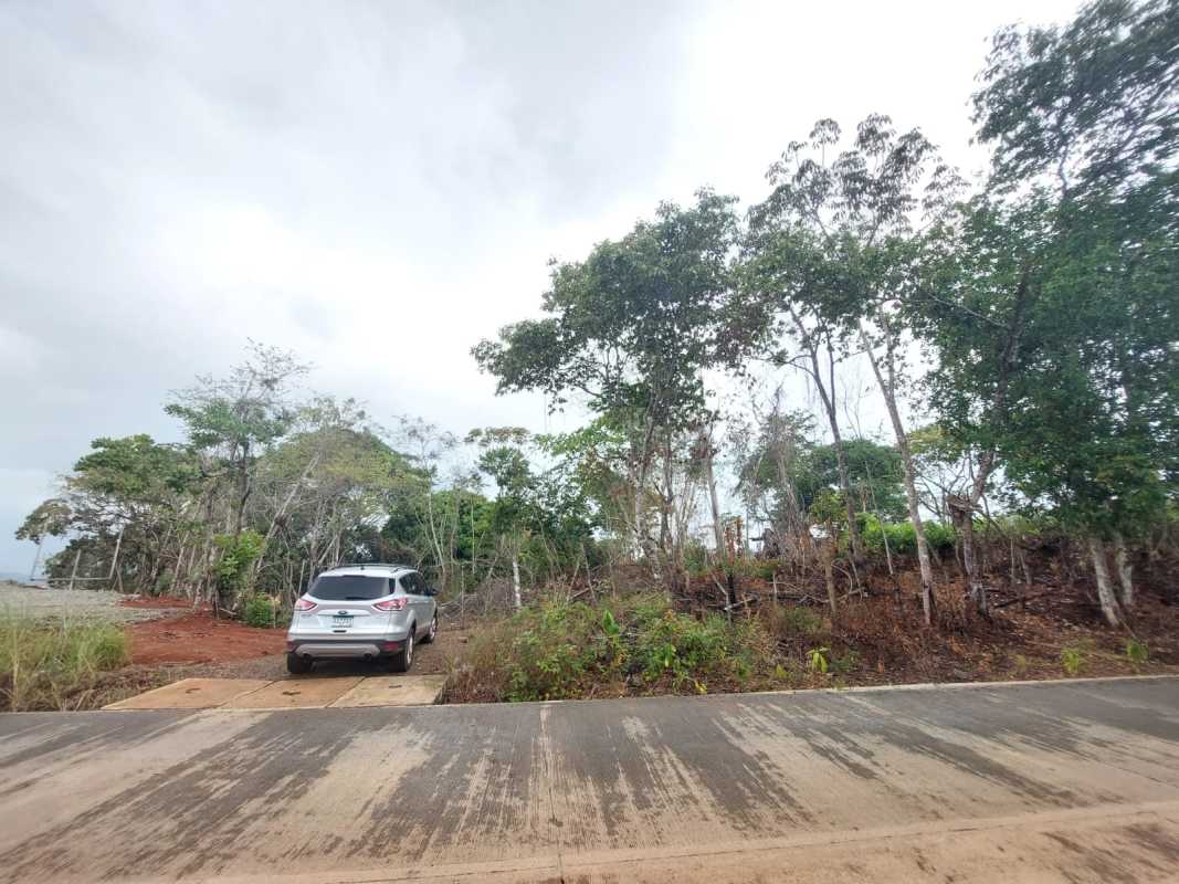 Cleared segment of large land plot surrounded by nature on Vía Gonzalillo Panama