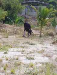 Open rural property with grazing animal, small shed, and trees for sale Antón Coclé