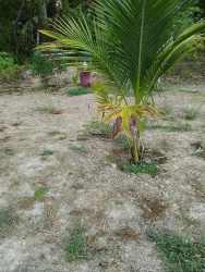 Young palm tree in clear flat terrain with natural rural background in Antón Panama