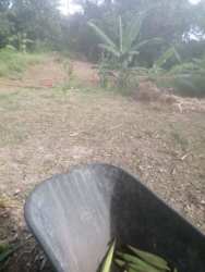 Rustic banana garden and greenery suitable for agricultural use in Coclé Panama