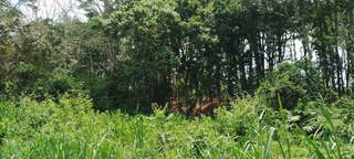 Land / Farm for Sale in Las Minas - 0 bedrooms