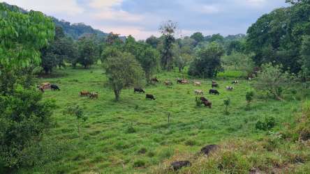 Expansive countryside farmland with rolling hills and clear skies Renacimiento Chiriquí Panama