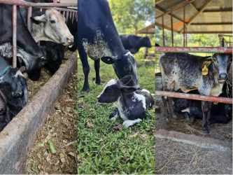 Long concrete driveway entrance lined with trees leading to dairy farm Barú Zone Panama