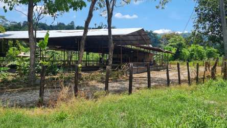 Wide grazing meadows with open barn and cows at dairy farm Chiriquí Panama