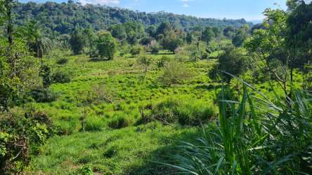 Grazing cows on green pasture with rolling landscape at dairy farm in Chiriquí Panama