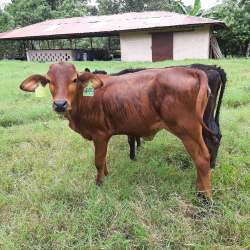 Cow and calf standing in grassy shed enclosure at dairy farm in Chiriquí Panama
