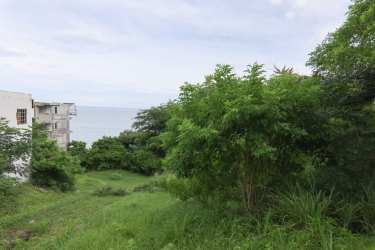 Green vacant land with dense vegetation and Pacific Ocean view San Carlos