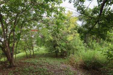 Dense trees and vegetation on development lot El Palmar for sale