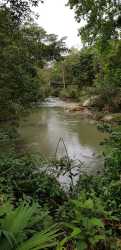 River flowing through dense tropical vegetation with small bridge, on fertile land Capira Panama