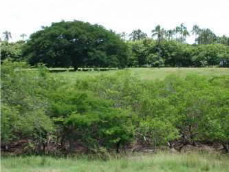 Wide sandy beach and calm ocean waters on beachfront property for sale Azuero Panama