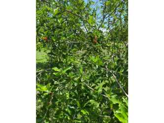 Modern kitchen granite island vaulted ceiling Terra Viva Coronado Panama