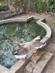 Natural cave entrance with rocks and moss inside teak farm Colón Panama for sale