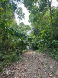 Small pond with vegetation inside tropical teak farm in San Juan Colón Panama