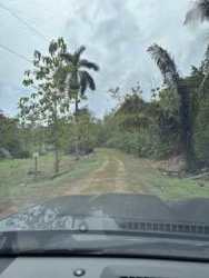Private forest road access through dense teak plantation land in San Juan Colón Panama