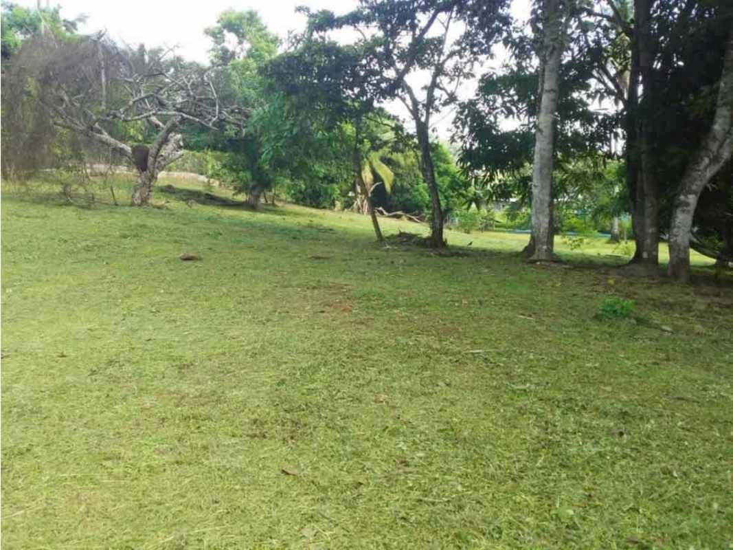 Green open land with mature trees in La Chorrera Panama for sale