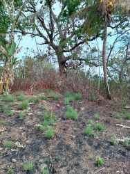 Expansive natural landscape plot with mixed vegetation near Aguadulce Panama