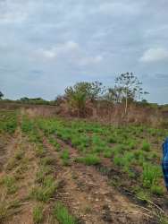Wide grassy terrain with dirt path and scattered bushes in rural Coclé Panama